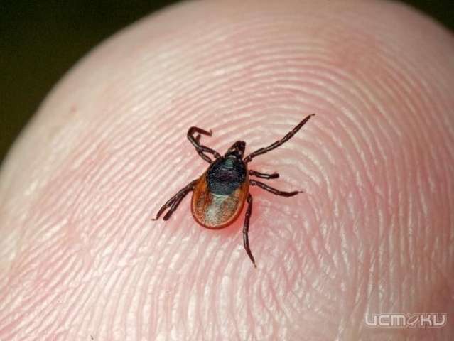 Покусанных клещами в области стало меньше Покусанных клещами в области стало меньше