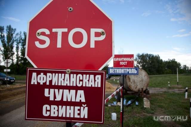На Орловщине сняли карантин по АЧС На Орловщине сняли карантин по АЧС