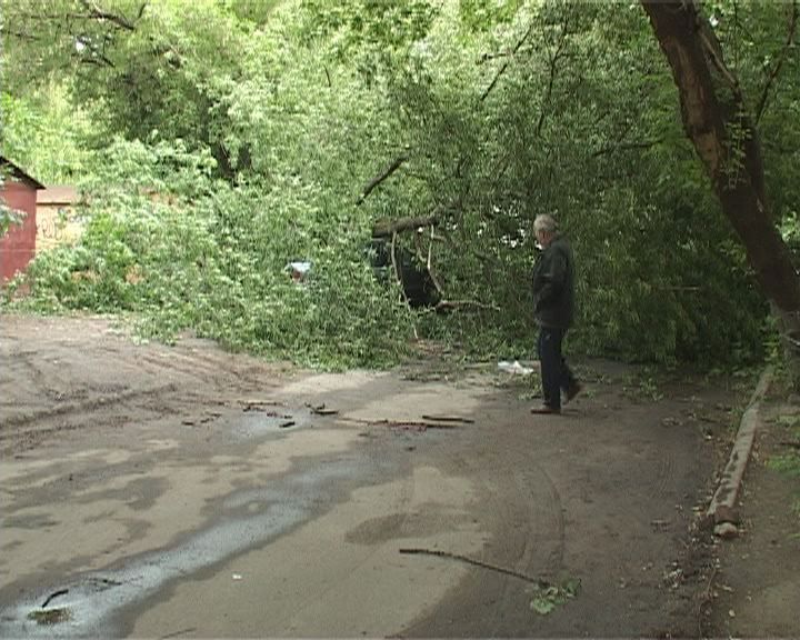 Упавшее на машину дерево не могут убрать третий день... Упавшее на машину дерево не могут убрать третий день...
