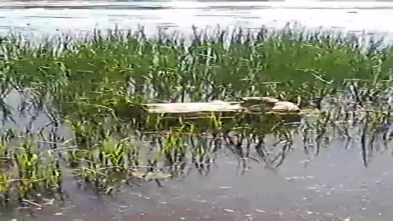 Орловчанка сняла на видео, как черепаха греется на солнце в р. Ока |  14.06.2022 | Орел - БезФормата