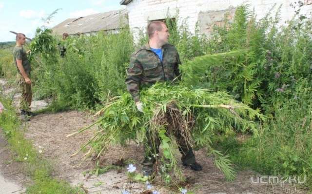 Около пяти тонн конопли уничтожили в Болховском районе Около пяти тонн конопли уничтожили в Болховском районе