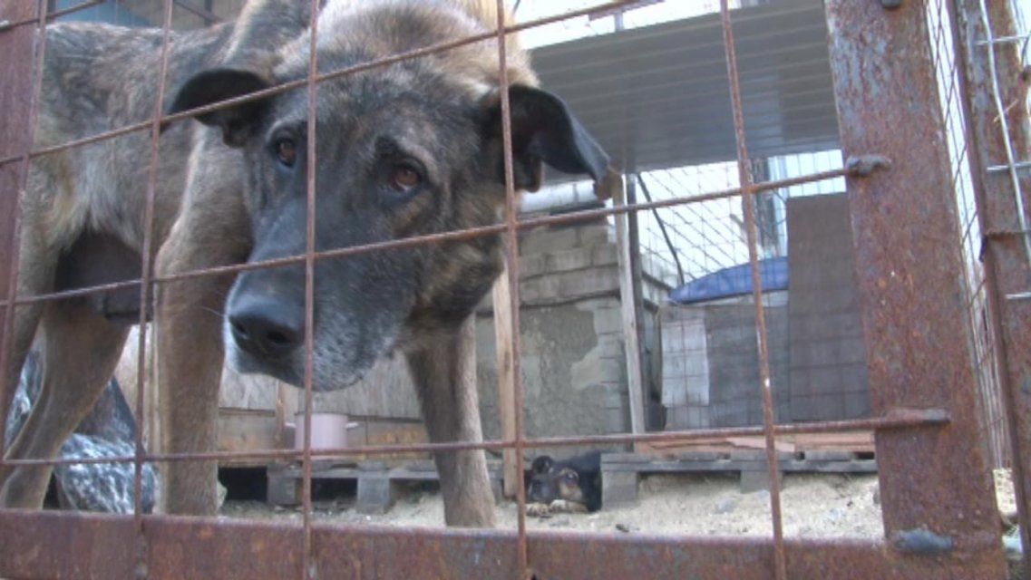 В Орле не хватает денег на строительство приюта для бездомных собак