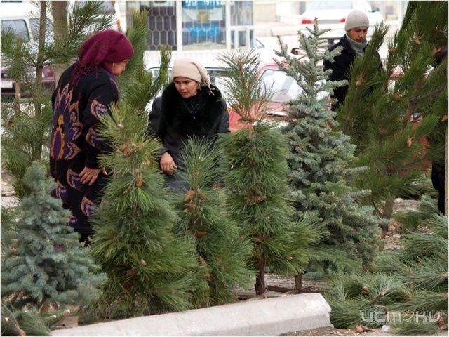 В это воскресенье начинается продажа лесных красавиц! В это воскресенье начинается продажа лесных красавиц!