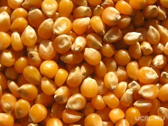 Что экспортируют из области? Что экспортируют из области?