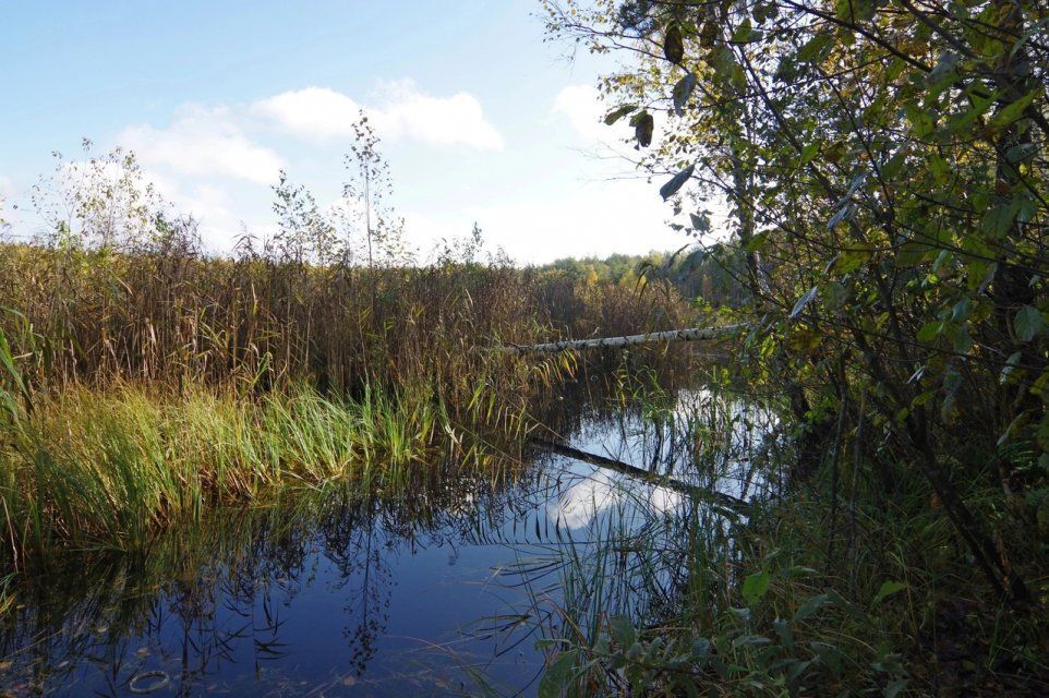 В нацпарке «Орловское полесье» для знакомства с удивительным миром болот разработана экотропа «Кладовая солнца»