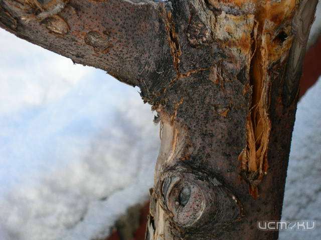 Некоторые плодовые деревья в Орле поражены ожогами Некоторые плодовые деревья в Орле поражены ожогами