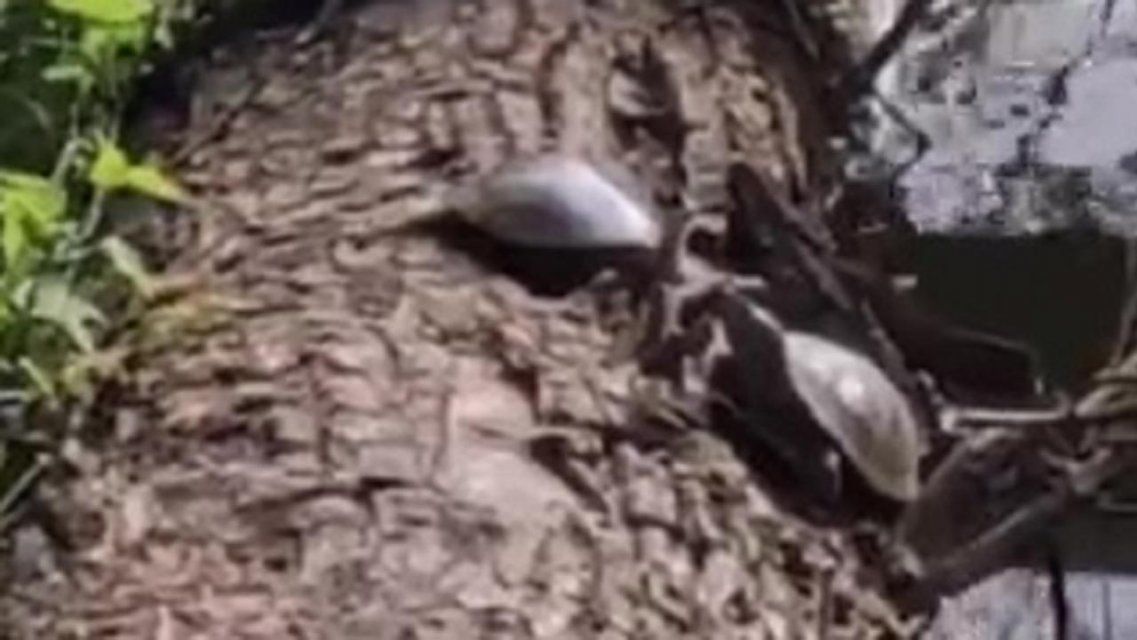 В «Дворянском гнезде» орловчане нашли черепах