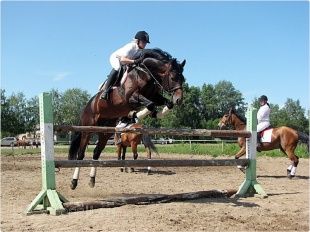 Орловчан приглашают стать зрителями соревнований по конному спорту