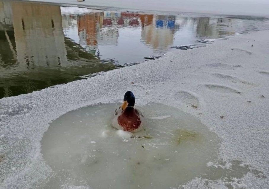 В Орле в лёд на реке вмёрзла утка 