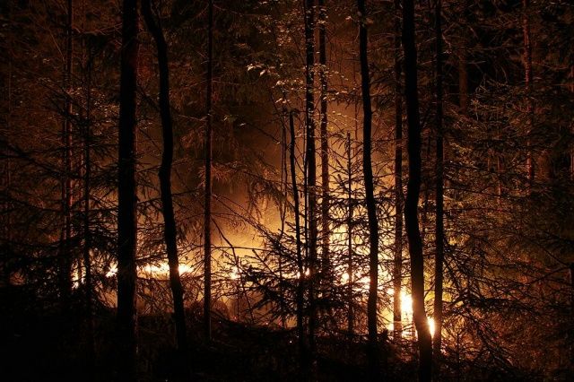 В Орловской области объявили повышенную готовность к возникновению лесных пожаров В Орловской области объявили повышенную готовность к возникновению лесных пожаров