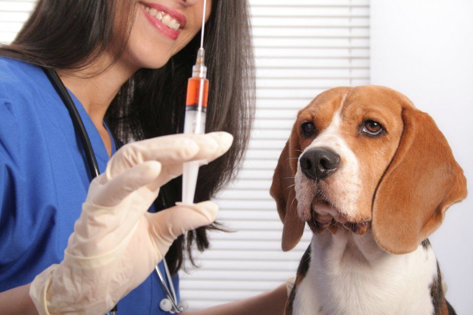 В Ливенском районе владельцы собак и кошек отказались вакцинировать их против бешенства