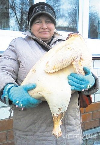 Всем индюкам индюк! Всем индюкам индюк!