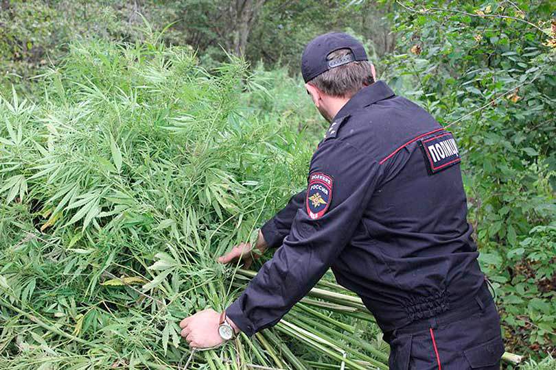 На Орловщине из незаконного оборота изъяли 11 кг наркотиков