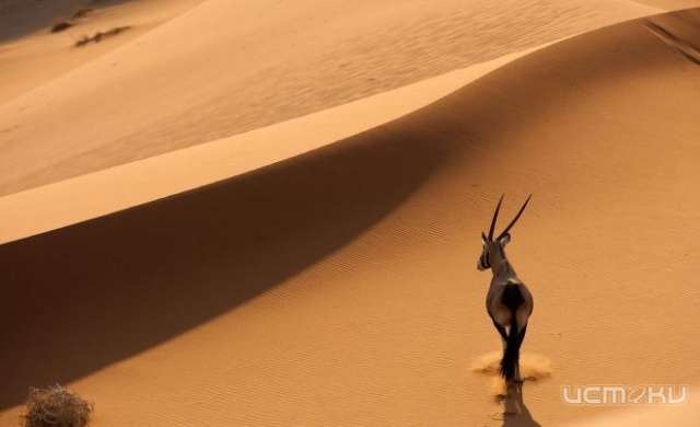 "Бунинка" приглашает орловчан на выставку-просмотр Life in the Desert "Бунинка" приглашает орловчан на выставку-просмотр Life in the Desert