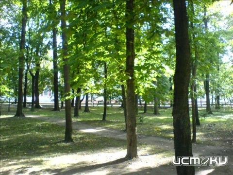 Деревья подорожали Деревья подорожали