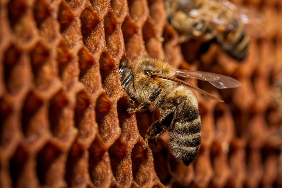 Орловчанам расскажут, кто виноват в пчелиной аномалии