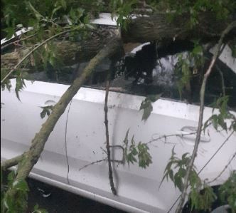 Из-за ветра деревья в Орле упали на стоящие рядом машины