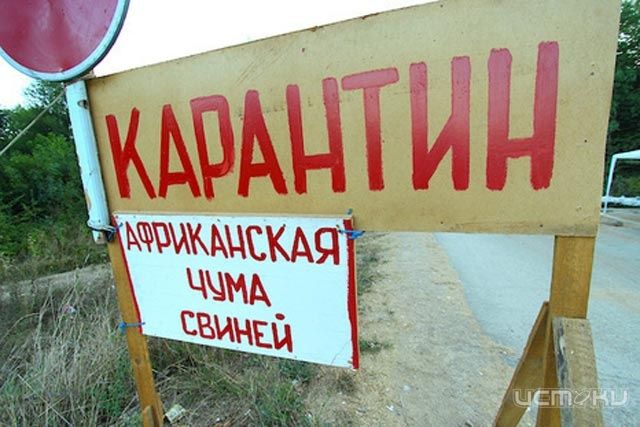 В Орловской области еще у двух диких кабанов нашли вирус АЧС В Орловской области еще у двух диких кабанов нашли вирус АЧС