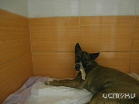 Частный домашний Орловский приют "Собака и Кот" Частный домашний Орловский приют "Собака и Кот"