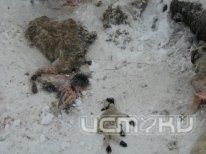 На Ливенской ферме обнаружили угрозу АЧС На Ливенской ферме обнаружили угрозу АЧС