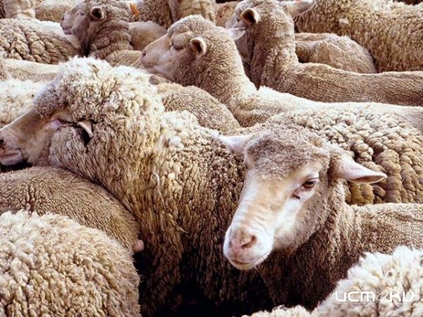 В Ливенском районе обнаружили 158 неучтенных овец В Ливенском районе обнаружили 158 неучтенных овец