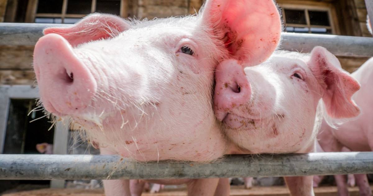 В Дмитровском районе свиней ООО «Мираторг-Курск» отправят на убой