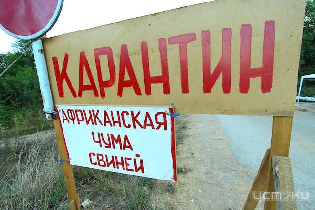 Во Мценском районе локализован очаг африканской чумы свиней Во Мценском районе локализован очаг африканской чумы свиней
