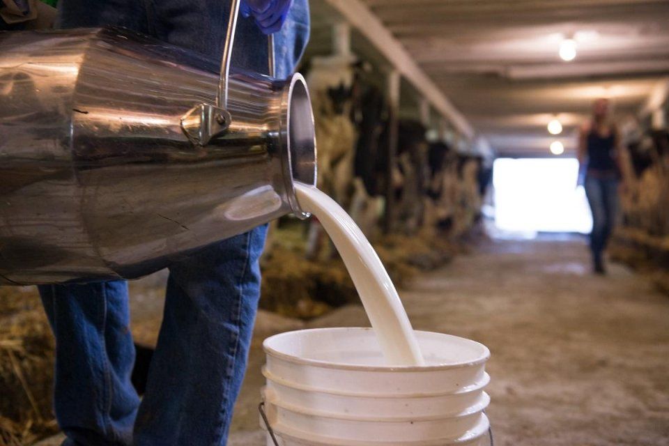 В Орловской области увеличилось производство мяса и молока