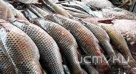 В Орловской области сняли с реализации 45 партий рыбы и рыбной продукции В Орловской области сняли с реализации 45 партий рыбы и рыбной продукции