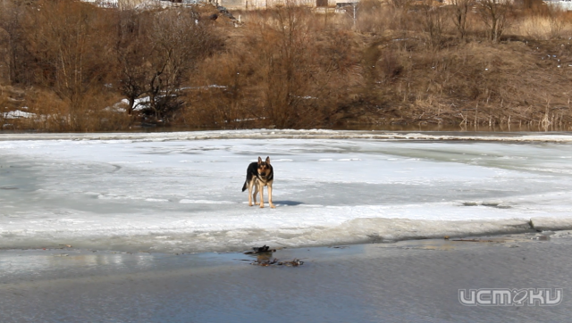 В Орле спасатели вызволили четвероногого питомца из ледяного плена В Орле спасатели вызволили четвероногого питомца из ледяного плена