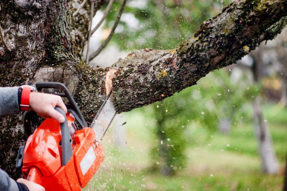 В Орле жители создают паспорт аварийных деревьев для чиновников