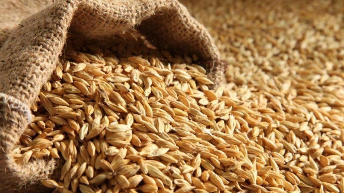 С начала года на Орловщине выявили более 6000 тонн зараженного вредителями зерна