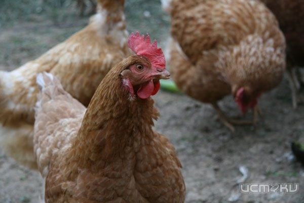 В Колпне обнаружили кур-нелегалов В Колпне обнаружили кур-нелегалов