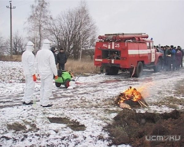 В Орловской области учились бороться с африканской чумой В Орловской области учились бороться с африканской чумой
