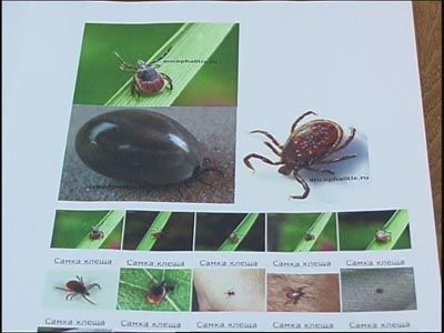 Клещи наступают Клещи наступают