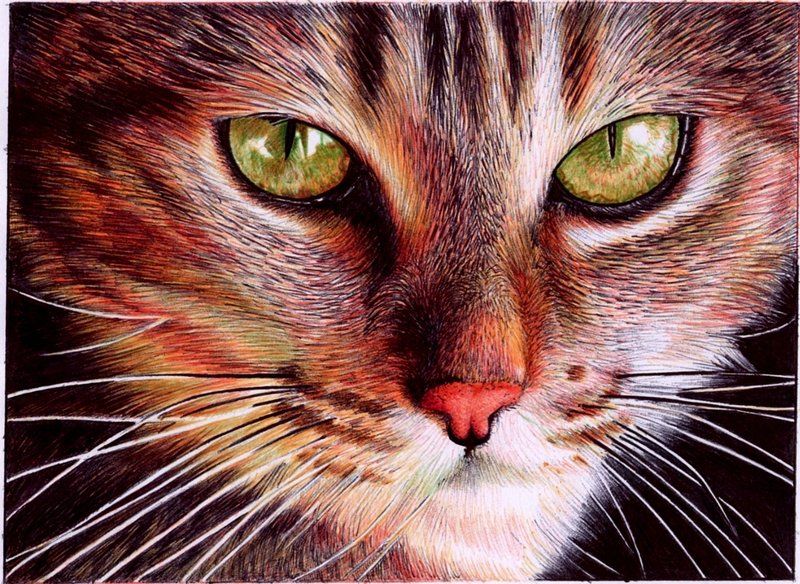 koshka_portrety-s-pomowju-sharikovyh-ruchek.jpg koshka_portrety-s-pomowju-sharikovyh-ruchek.jpg