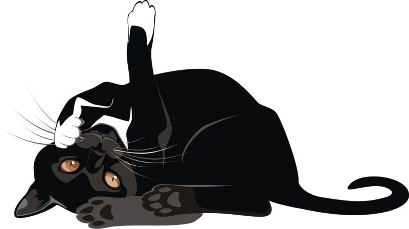 cat_r4_big.jpeg cat_r4_big.jpeg