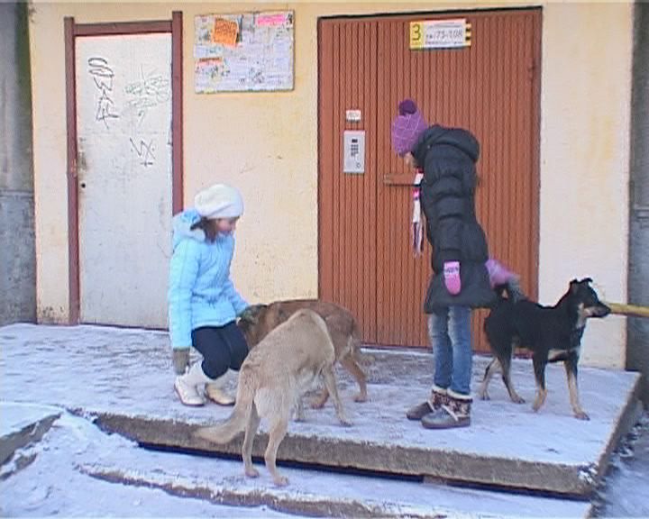 бродячие собаки, бездомные животные, спецавтобаза, приют для бездомных животных