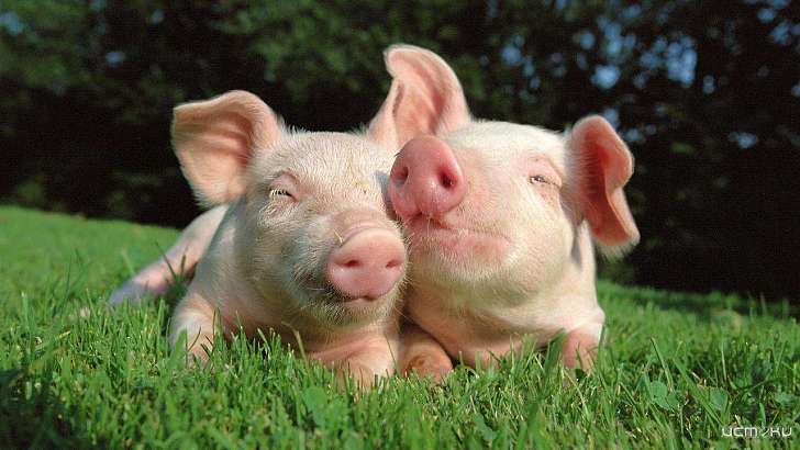 Орловчанам расскажут, насколько опасна африканская чума свиней Орловчанам расскажут, насколько опасна африканская чума свиней