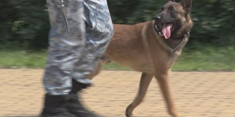 Четвероногие друзья на стаже закона Четвероногие друзья на стаже закона