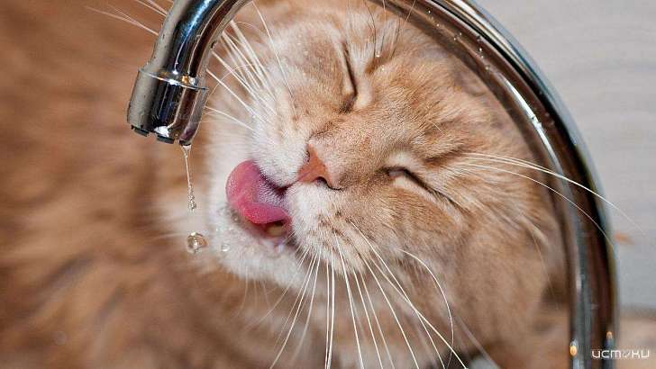 Завтра часть Орла и пригорода на целый день останется без воды Завтра часть Орла и пригорода на целый день останется без воды