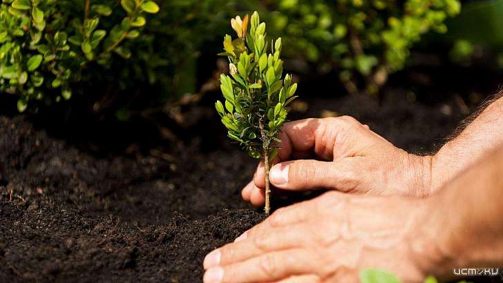 За месяц зеленый фонд Орла пополнился на 2000 деревьев За месяц зеленый фонд Орла пополнился на 2000 деревьев