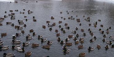 зимующие птицы кряква лебедь-шипун птицы Орловской области Много кряквы и 6 лебедей-шипунов