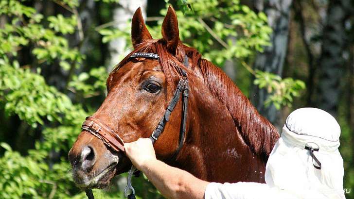 Орловчане могут выиграть сертификат на обучение верховой езде Орловчане могут выиграть сертификат на обучение верховой езде