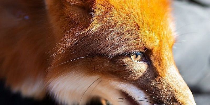 Дикие животные  Россельхознадзор Орловчанам запрещено держать дома львов, леопардов и лис