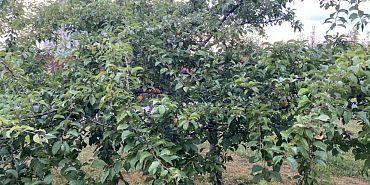 феромонные ловушки вредители Про феромонные ловушки и вредителей в орловском регионе смотрите в программе специальных ведомтсв