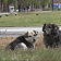 Человек собаке - друг?