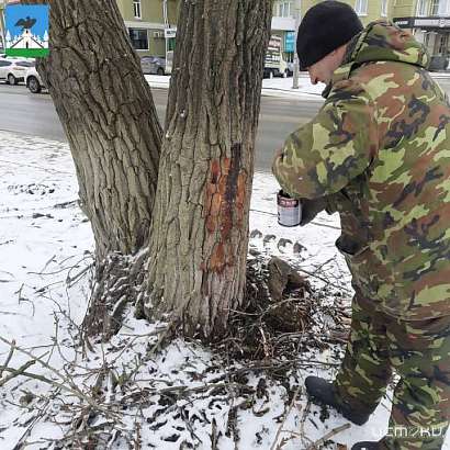 В Орле на ул. 60-летия Октября начали лечить деревья В Орле на ул. 60-летия Октября начали лечить деревья