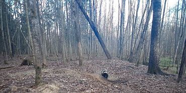 Орловское Полесье животные Фотоловушка  Барсуки-чистюли из «Орловского полесья» дают мастер-класс по уборке в лесу