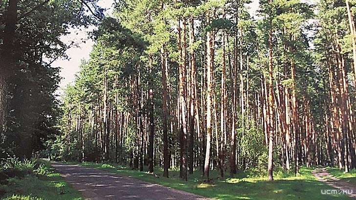 Орловчанам предлагают высадить сад памяти Орловчанам предлагают высадить сад памяти